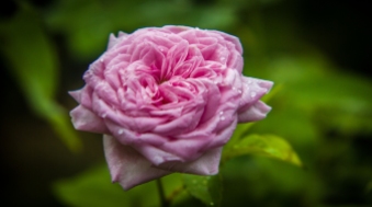 Rose itself is a Garden